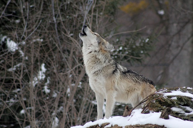 Lire la suite à propos de l’article Retour du loup en Belgique : notre avis ! [Fr+De]