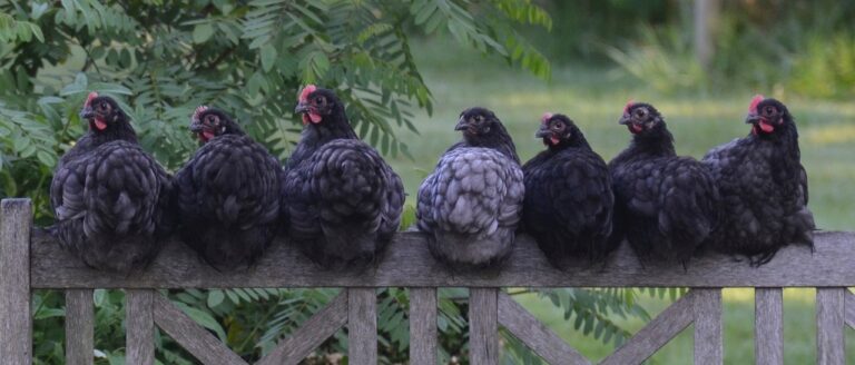 Lire la suite à propos de l’article L’élevage du petit gibier par poules naines.