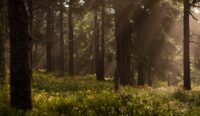 Une certaine vision de l’écologie
