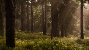 Lire la suite à propos de l’article Une certaine vision de l’écologie