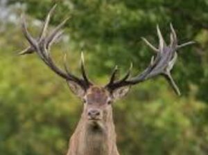 Lire la suite à propos de l’article Formation Garde-Chasse